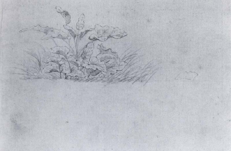 Johann Wolfgang von Goethe Plant sketch oil painting picture
